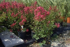 Lagestroemia 